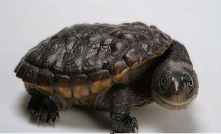 世界上最小的乌龟分布在哪里？它们的生存环境怎么样？