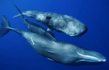 鲸落：鲸鱼用独特的温柔，造就了生命的奇迹
