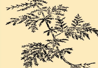 本草纲目&middot;第八卷&middot;草部&middot;黄花蒿原文是什么内容？