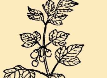 本草纲目&middot;第八卷&middot;草部&middot;鹿蹄草原文是什么内容？