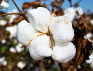 在古代，除了棉衣、棉被之外，还用什么来御寒？