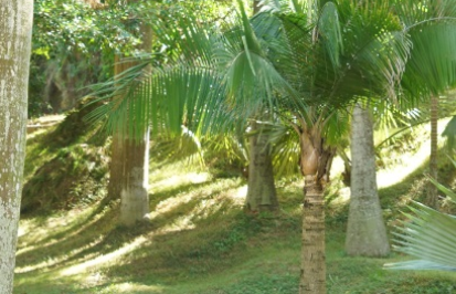 国王椰子属于什么品种？又有哪些生长的习性呢？