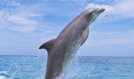 海豚为什么会救人？最大的原因主要是出于玩耍的天性