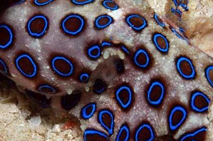 蓝环章鱼的毒性有多强？竟是世界上毒性最强的章鱼