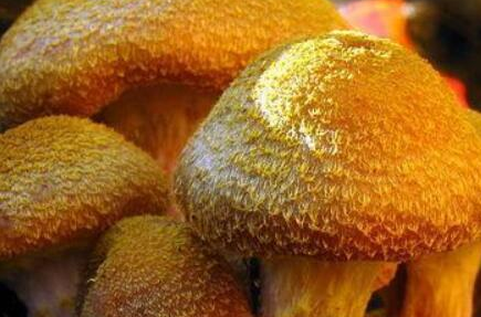 密歇根蜜环菌有什么价值？为何是自然界中最大的生物？