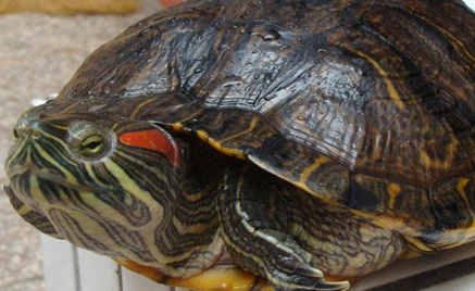 在自然界的生物中，巴西龟有怎样的生活习性与特征？