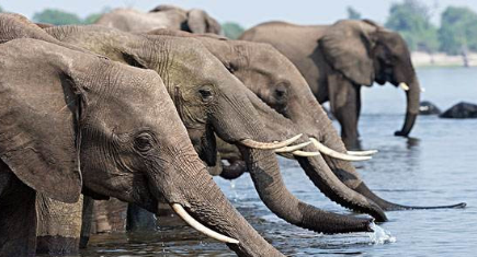 世界上最凶猛的大象位于哪里？它目前有什么种群现状？