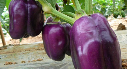 紫玉甜椒的辣度是多少？竟有世界上最不辣的辣椒之称