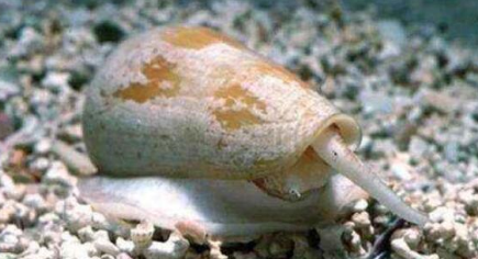 锥形蜗牛的破坏力有多强？竟是世界上破坏性最强的蜗牛