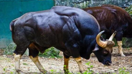 到目前为止，世界上最大的牛为什么是印度野牛？