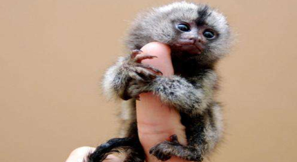 世界上最小的侏儒猴有多高？它们有没有害怕的动物？