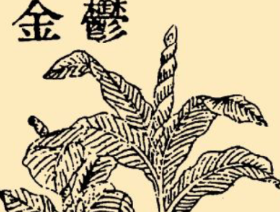 本草纲目&middot;第八卷&middot;草部&middot;郁金原文是什么内容？