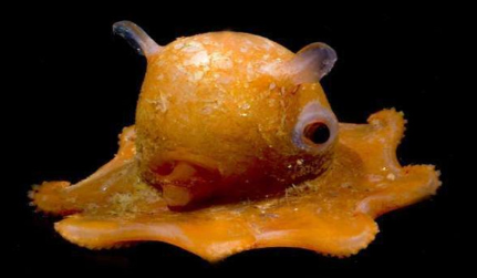 世界上最可爱的章鱼是烙饼章鱼，这种章鱼可以养吗？