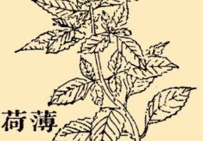 本草纲目&middot;第八卷&middot;草部&middot;薄荷具体内容是什么？