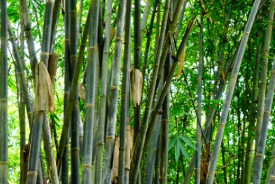 黑毛巨竹属于什么品种？又有哪些生长的习性呢？