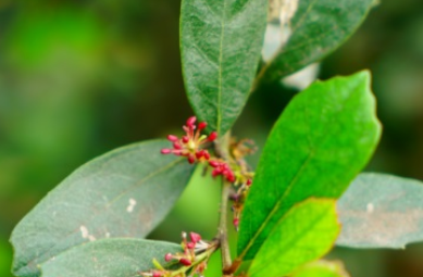 中华蚊母树属于什么品种？又有哪些生长的习性呢？
