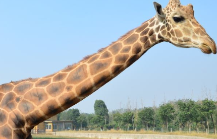 长颈鹿有什么身体特征？为何是世界上最高的动物？