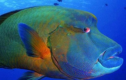 作为世界上最大的珊瑚鱼，苏眉鱼可以被人类食用吗？