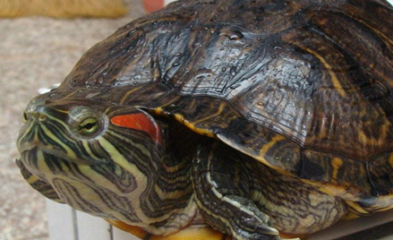 作为世界上最大的乌龟，巴西龟有什么特点以及生活习性？
