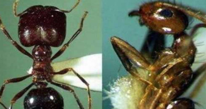 食人蚁真的会吃人吗？世界上最大的食人鱼分布在哪里？