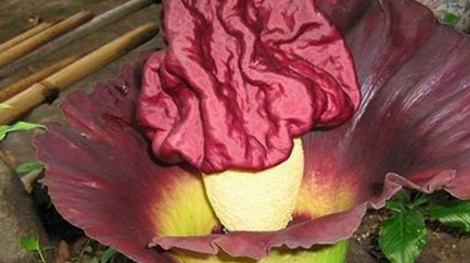 作为世界上最丑的花，泰坦魔芋为什么会产生臭气？