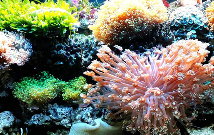 世界上最大的海珊瑚有多大？这样的海珊瑚价格是多少？