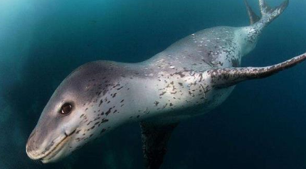 豹形海豹的性情怎么样？为何是世界上最凶猛的海豹？