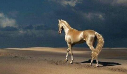 目前为止，阿克哈·塔克马为何被公认为世界上最美的马？