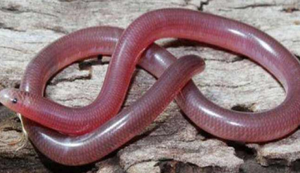 作为世界上最短小的蛇，它为何被研究学家们称为盲蛇？