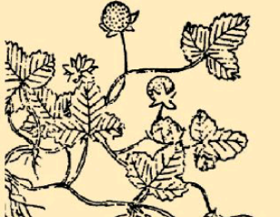 本草纲目&middot;第八卷&middot;草部&middot;蛇莓具体内容是什么？-趣历史网