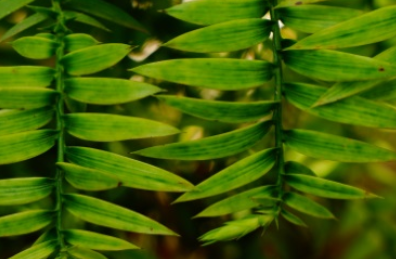 大叶南洋杉属于什么品种？又有哪些生长的习性呢？