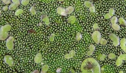 芜萍作为一种漂浮于水面的草本植物，它有什么大功效？
