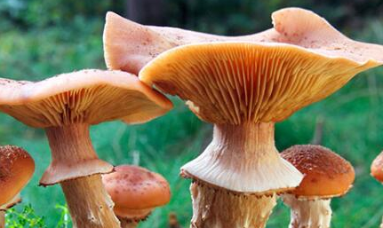 蜂蜜蘑菇究竟长什么样子？为何是自然界中最大的蘑菇？
