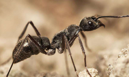 为什么说大齿猛蚁是逃跑高手？它的攻击速度又有多快？