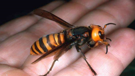 作为世界上最恐怖的大黄蜂，日本大黄蜂还有什么外号？