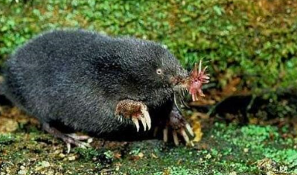 作为世界上进食最快的动物，星鼻鼹鼠到底长什么样子？