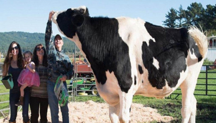 世界上最大的奶牛叫什么名字？它现在生活在哪个地区？