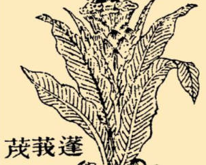 本草纲目&middot;第八卷&middot;草部&middot;蓬莪荗具体内容是什么？