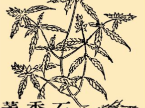 本草纲目&middot;第八卷&middot;草部&middot;石香葇具体内容是什么？