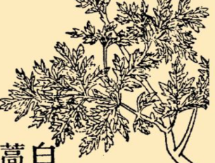 本草纲目&middot;第八卷&middot;草部&middot;白蒿具体内容是什么？