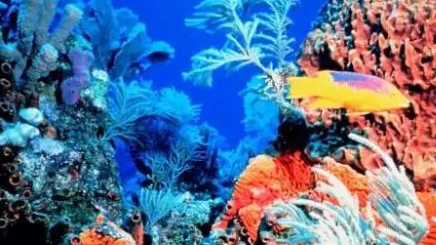 人们为什么要保护珊瑚礁？可以使海岸线不被冲垮
