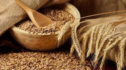在春秋战国时期，朝廷官员为何如此重视小麦的种植？