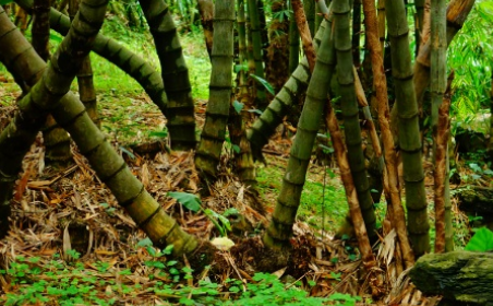 歪脚龙竹属于什么品种？又有哪些生长的习性呢？