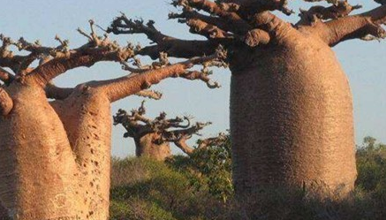 猴面包树的特征是什么？为何被称为自然界中最奇特的树？