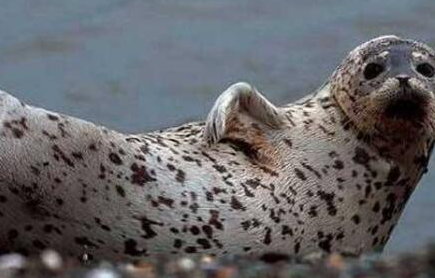 斑海豹分布在哪些地区？为何被誉为世界上最可爱的海豹？