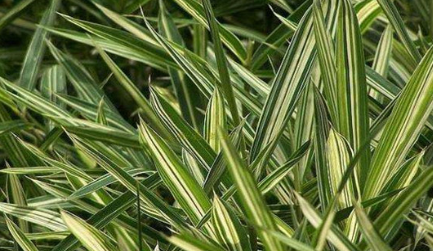 为何称菲白竹是世界上最小的竹子？它有什么生长要求？
