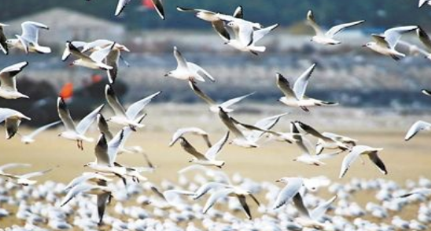 作为世界上飞的最远的鸟，北极燕鸥每年可迁徙多少公里？