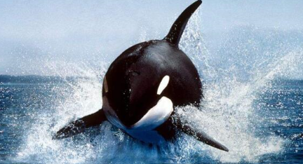 作为世界上最大的海豚科动物，虎鲸对人类的态度如何？