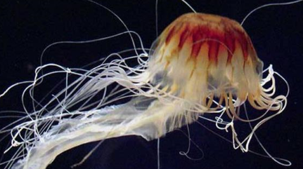 北极霞水母有什么形态特征？竟有世界上最长的水母之称