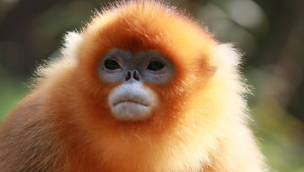 金丝猴到底长什么样？为什么是世界上最不怕冷的猴子？